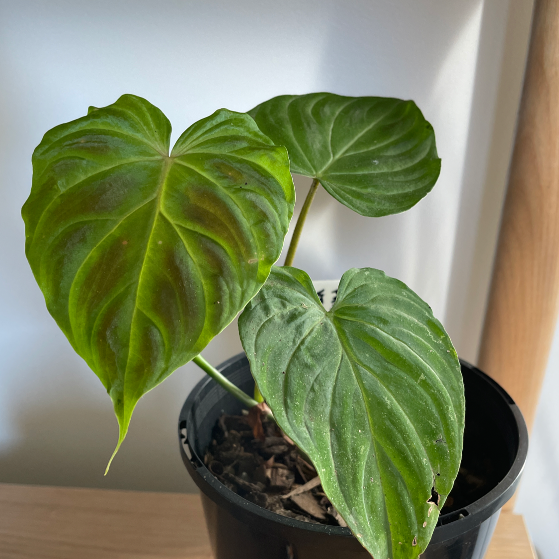 Potted Ecuador Philodendron with large, healthy, heart-shaped leaves.