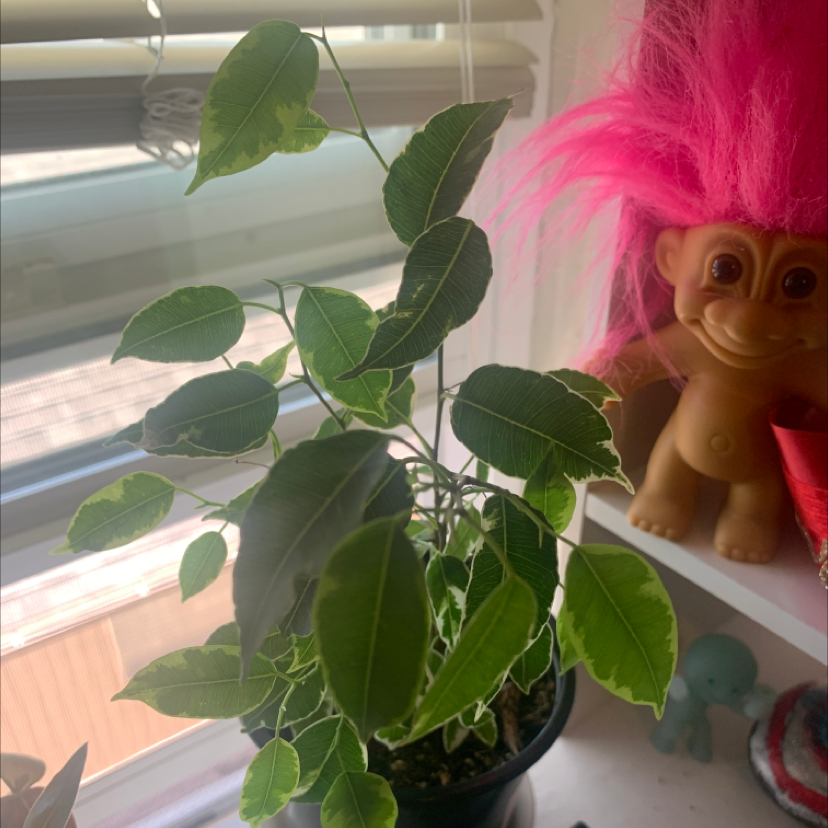 Weeping Fig plant photo by @Bogustre named Fabio Von Pisshead I on Greg, the plant care app.