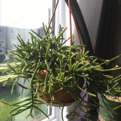 Hairy Stemmed Rhipsalis plant