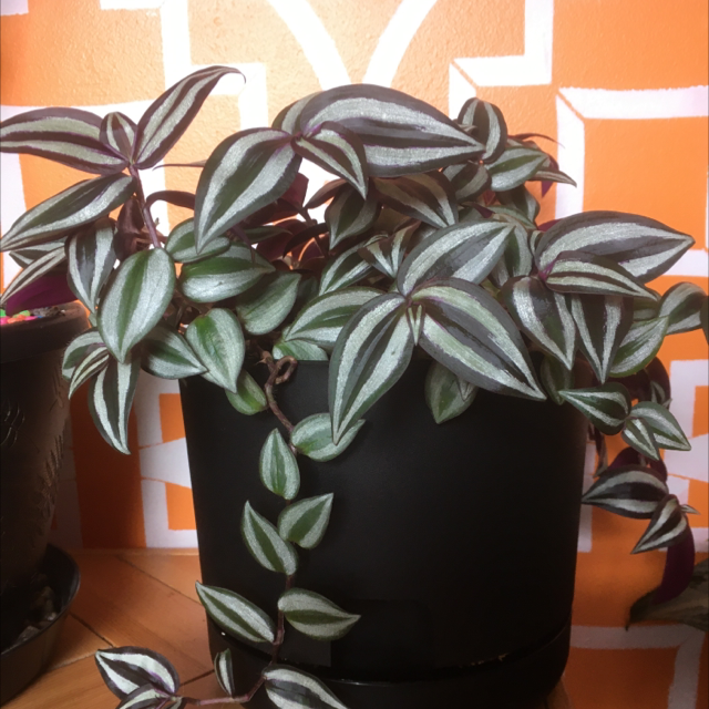 Spiderwort plant photo by @Anniemal64 named Francis on Greg, the plant care app.
