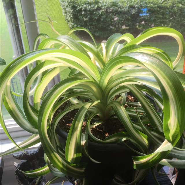 Photo of the plant species Curly Spider Plant by @Anniemal64 named Farrah on Greg, the plant care app