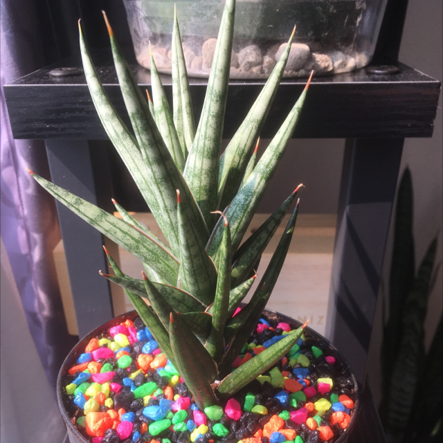 Photo of the plant species Sansevieria francisii by @Anniemal64 named Spike Tree on Greg, the plant care app