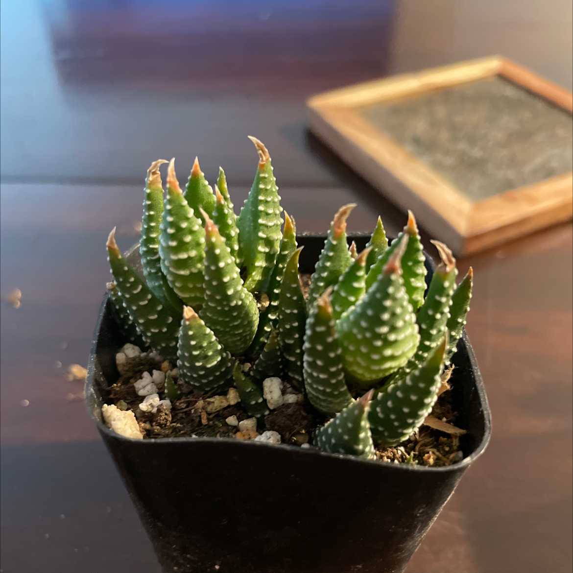 Haworthiopsis coarctata plant in a black pot with slight browning on leaf tips.