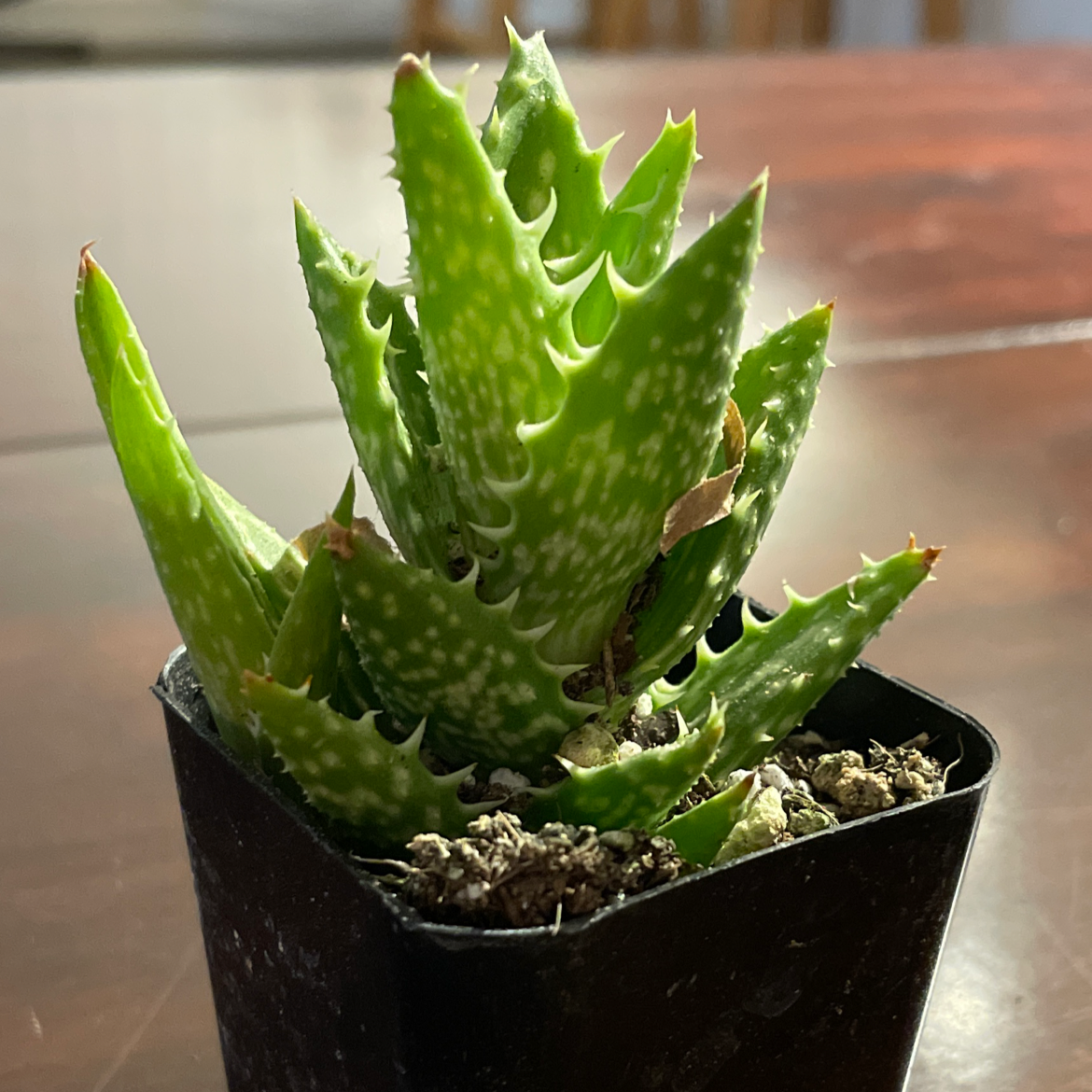 Photo of the plant species Tiger Tooth Aloe by Jorie named Tiger Aloe on Greg, the plant care app