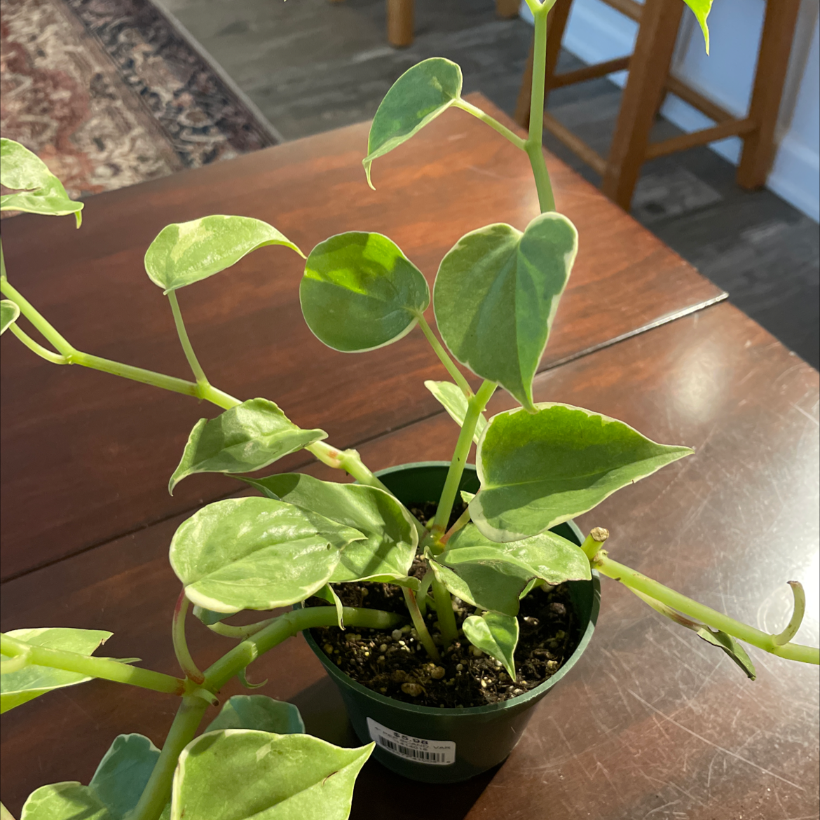 Variegated Peperomia Scandens plant in a small pot on a wooden table.