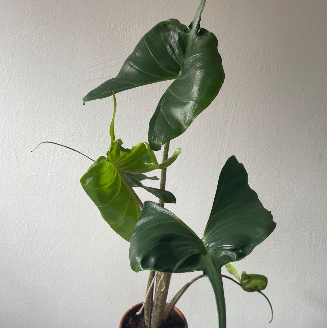 Stingray Elephant Ear plant with large, glossy green leaves in a pot.