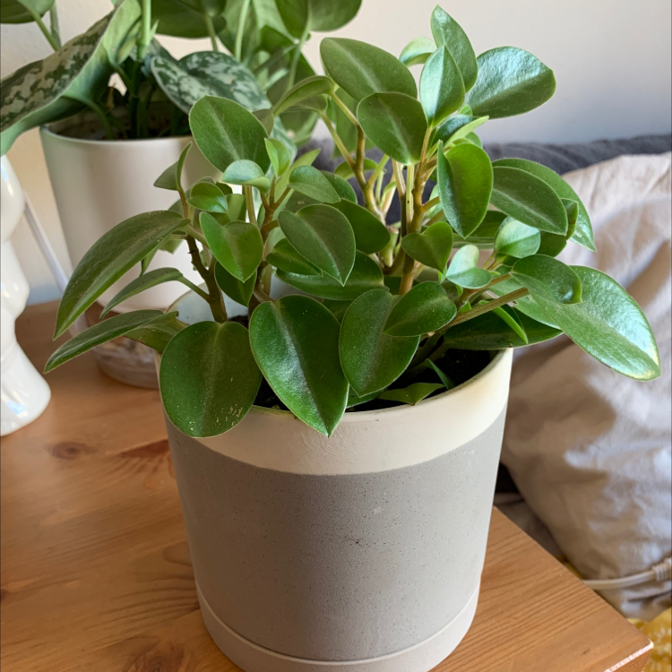Teardrop Peperomia plant photo by @ihsaisha named pepper on Greg, the plant care app.