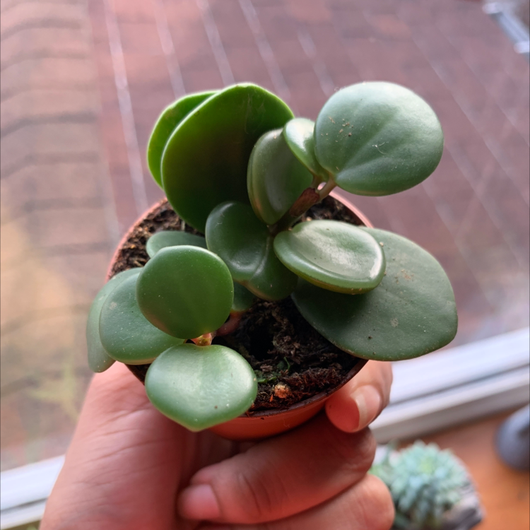 Photo of the plant species Peperomia 'Hope' by @ihsaisha named hope on Greg, the plant care app