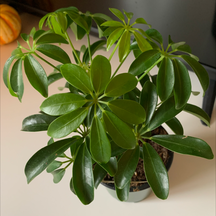 Healthy Dwarf Umbrella Tree plant with dense, dark green foliage in a white ceramic pot, well-framed against a neutral background.