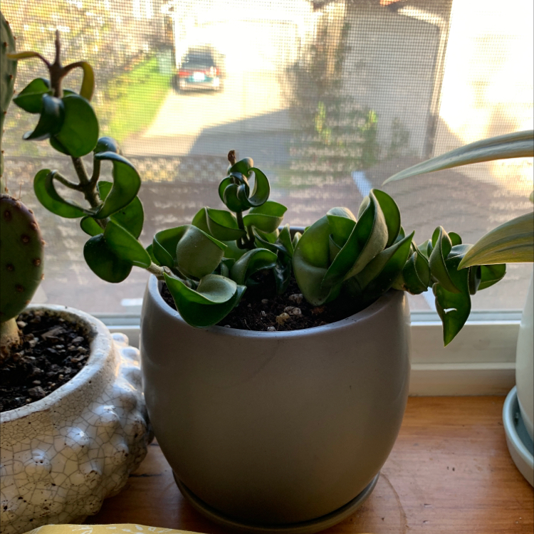 Photo of the plant species Hoya carnosa 'Compacta' by @ihsaisha named Hoya on Greg, the plant care app