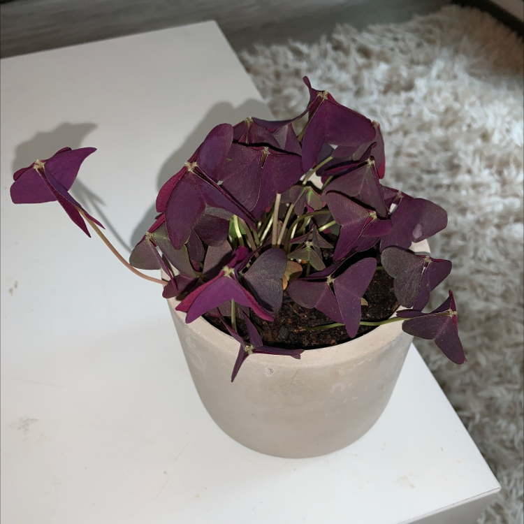 Healthy potted purple shamrock plant with vibrant triangular leaves in a white ceramic pot, well-framed against a neutral background.