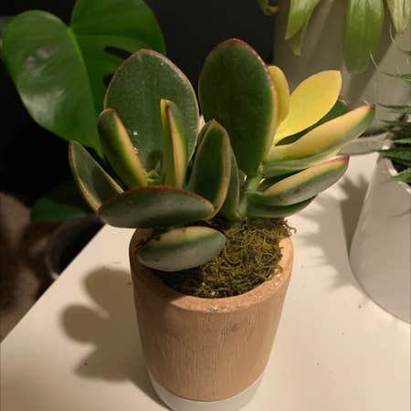 Photo of the plant species Variegated Jade Plant by Ihsaisha named vlad on Greg, the plant care app