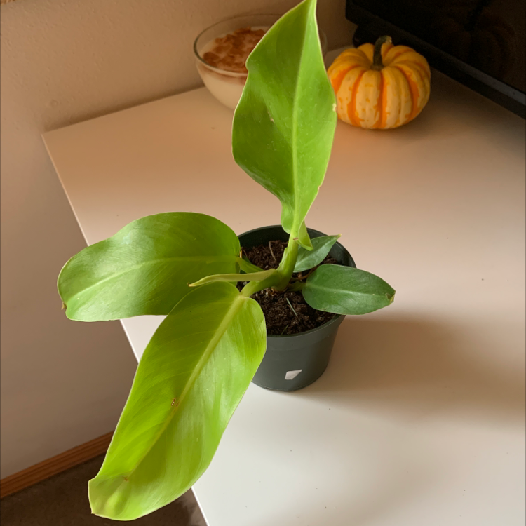 Philodendron 'Moonlight' plant in a small pot with vibrant green leaves.