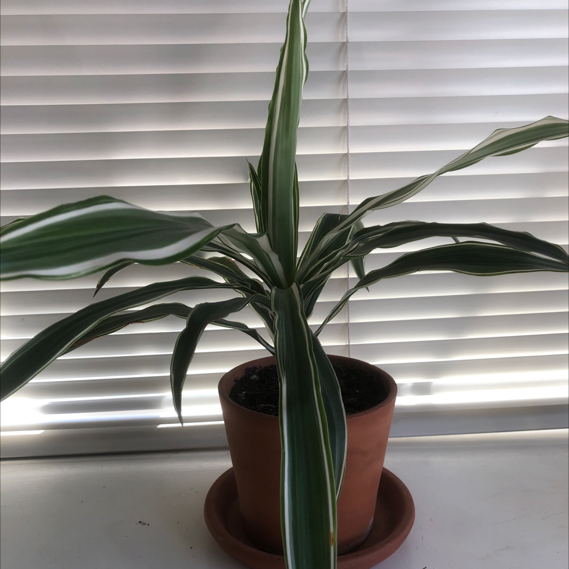 Cornstalk Dracaena plant photo by @pbnjello named Charles on Greg, the plant care app.