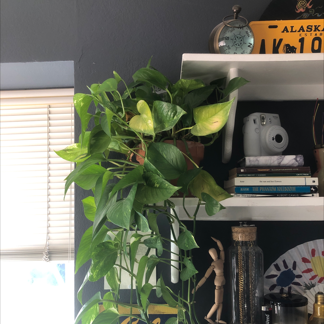 Jade Pothos plant photo by @pbnjello named Orlando Bloom on Greg, the plant care app.