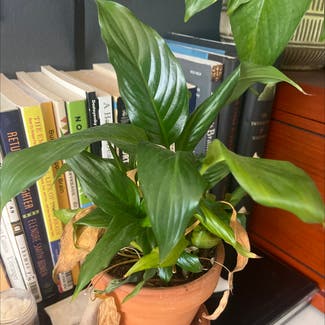 Peace Lily plant in Los Angeles, California