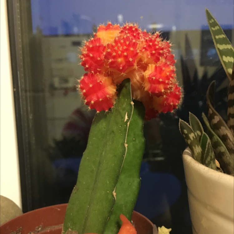 Moon Cactus plant photo by @Max named Sporky on Greg, the plant care app.