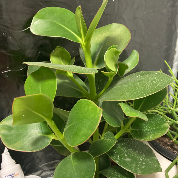 Healthy Dwarf Clusia plant with green leaves, no visible health issues.