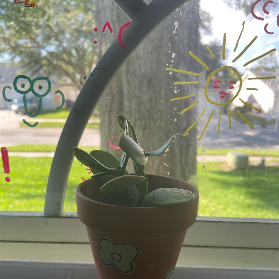 Lucky Plant plant photo by @ameliawalton named agnes on Greg, the plant care app.