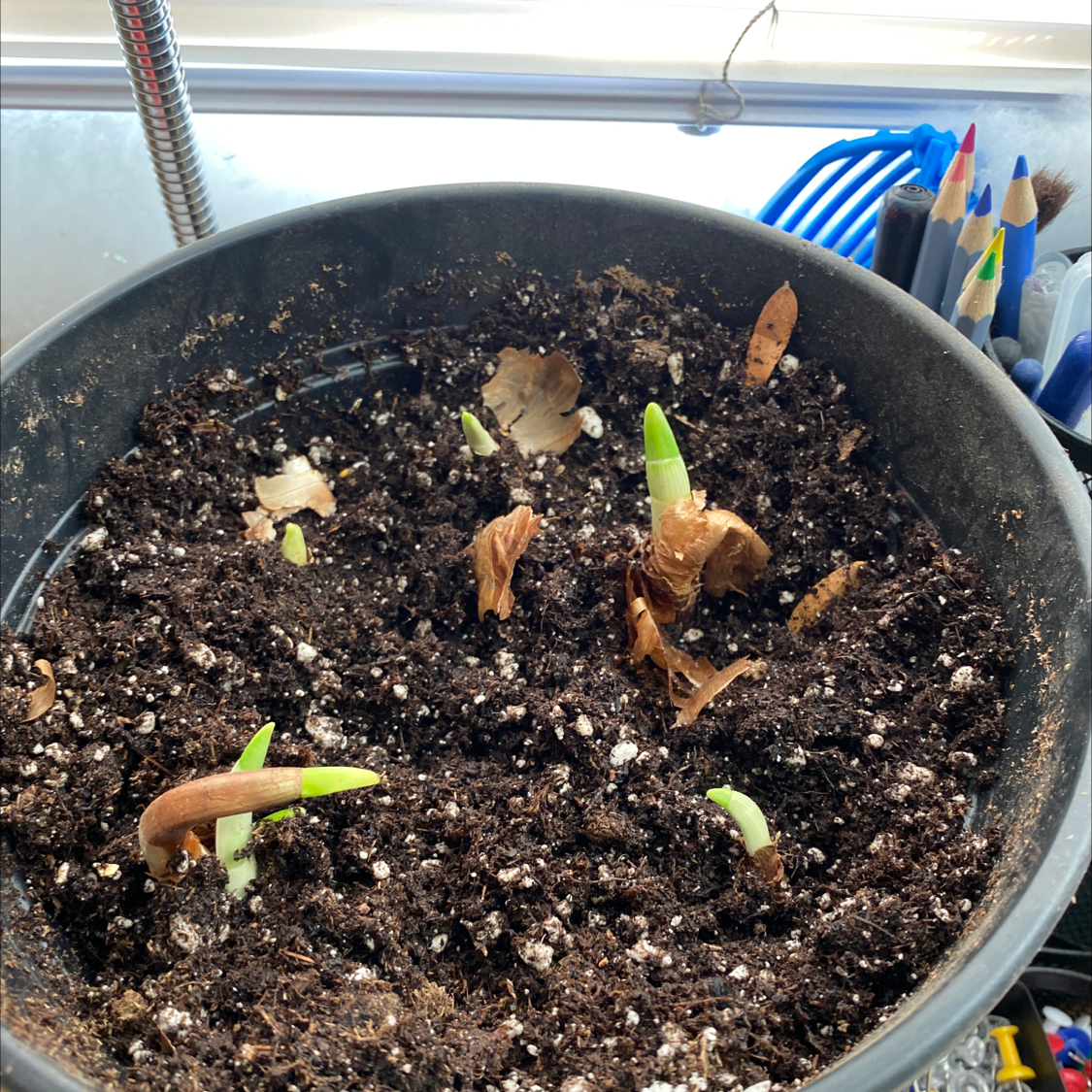 Potted Paper White Narcissus with green shoots and some brown leaves.