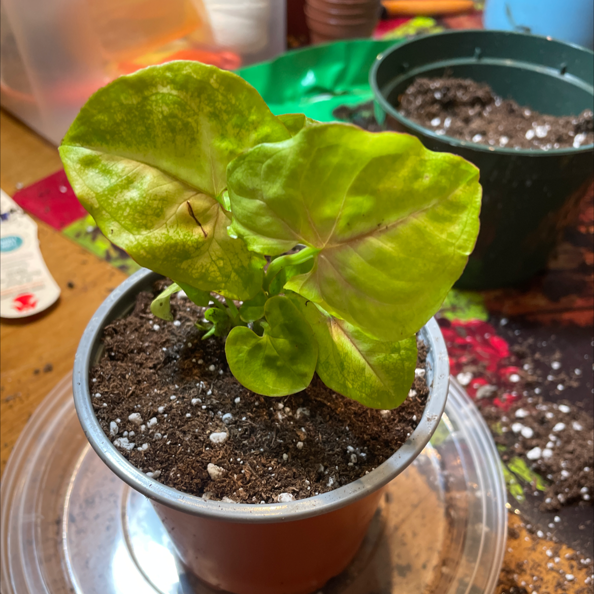 Syngonium 'Gold Allusion' plant in a pot with visible soil and some leaf yellowing and browning.