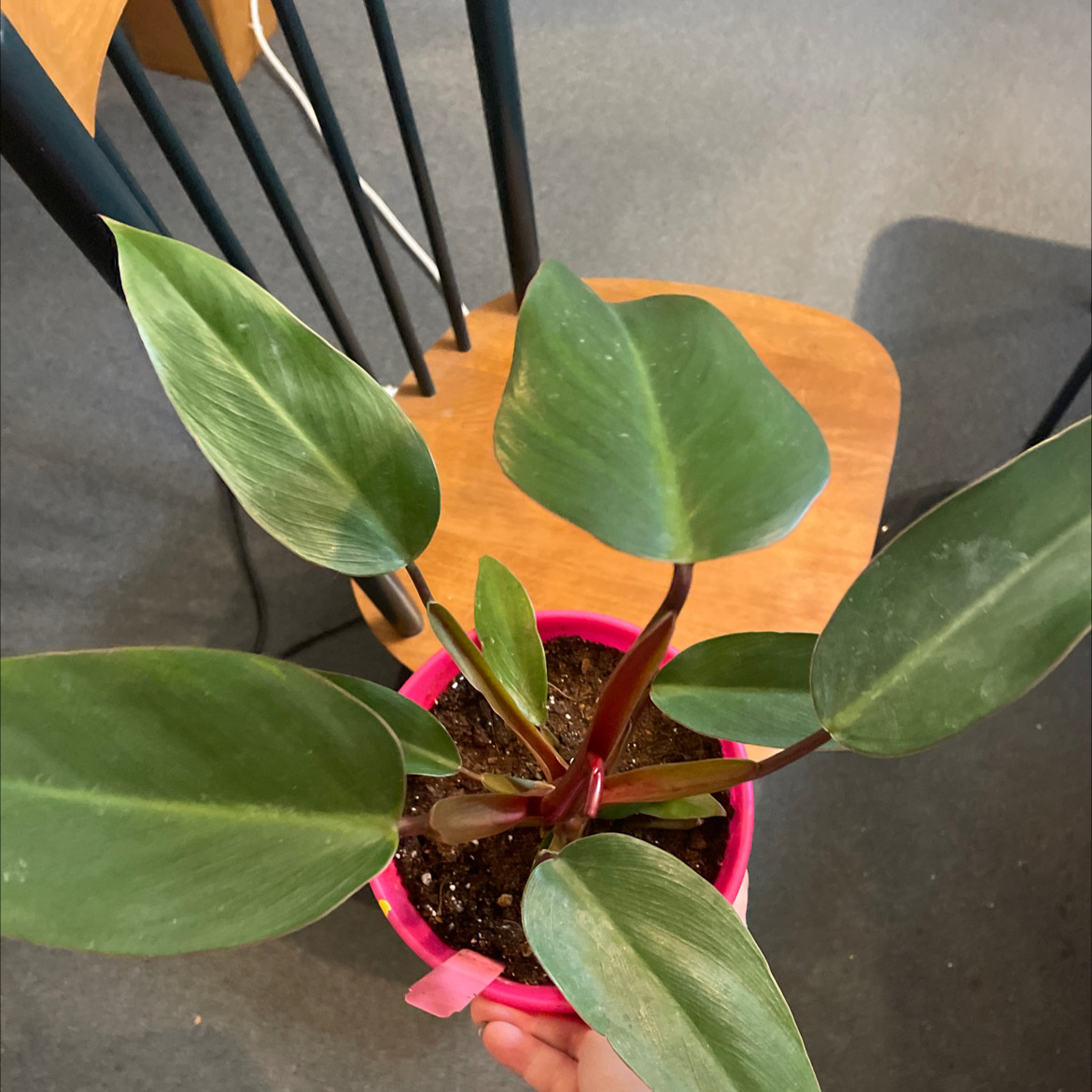 Photo of the plant species Philodendron Ruby by @Liane128 named Ruby on Greg, the plant care app
