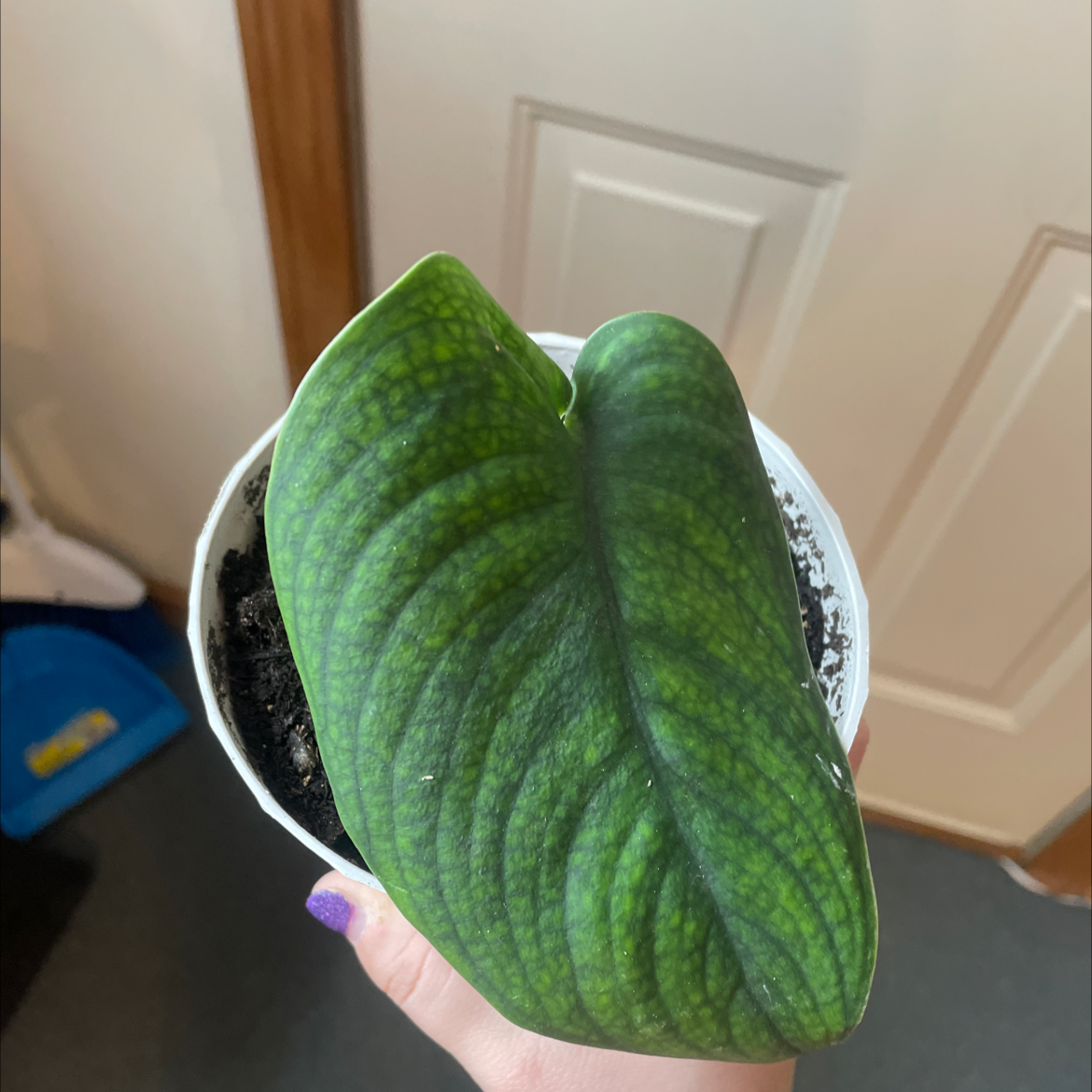 Jade Satin Pothos plant with two large green leaves in a white pot, held by a hand.