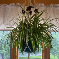 Variegated Spider Plant plant