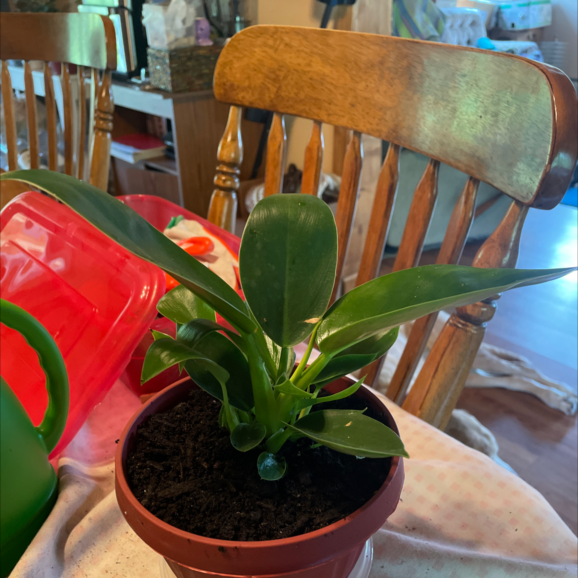 Philodendron 'Congo' plant in a pot on a table with visible soil and healthy green leaves.