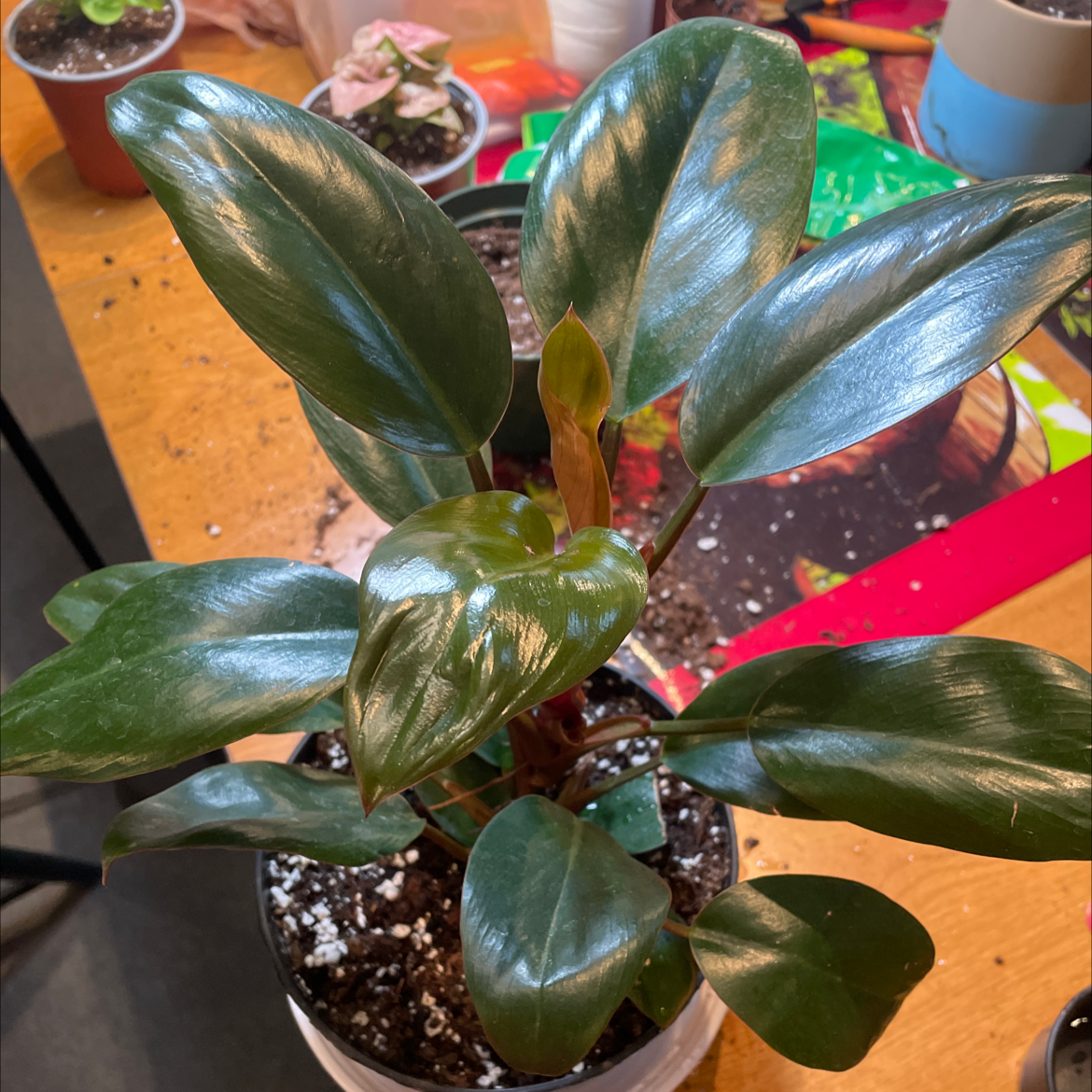 Philodendron 'Black Cardinal' plant with dark, glossy leaves in a pot. Soil is visible.