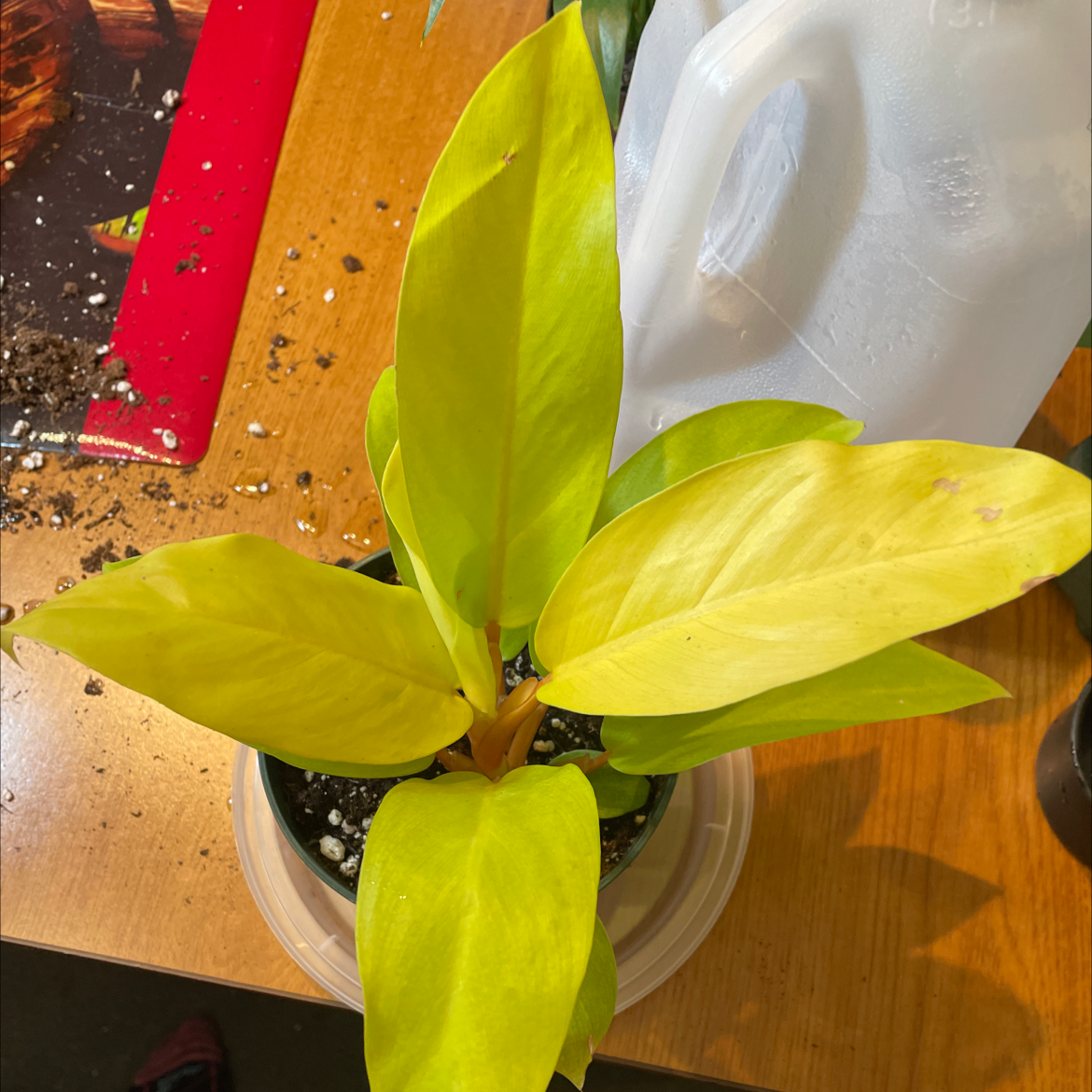 Golden Goddess Philodendron with bright yellow leaves in a pot on a wooden surface.