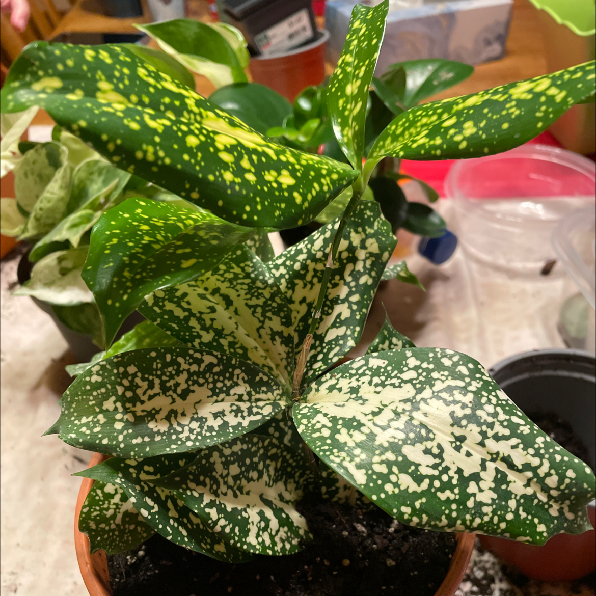 Dracaena 'Florida Beauty' plant with variegated leaves featuring yellow and white speckles.