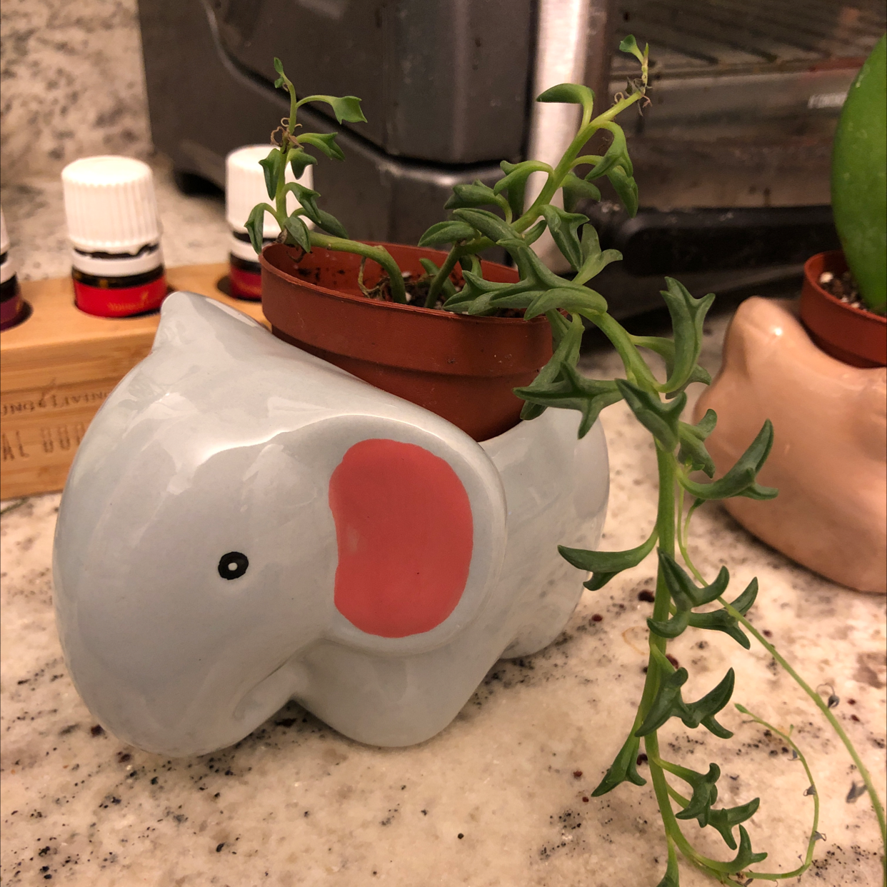 String of Dolphins plant in an elephant-shaped planter, healthy green leaves.