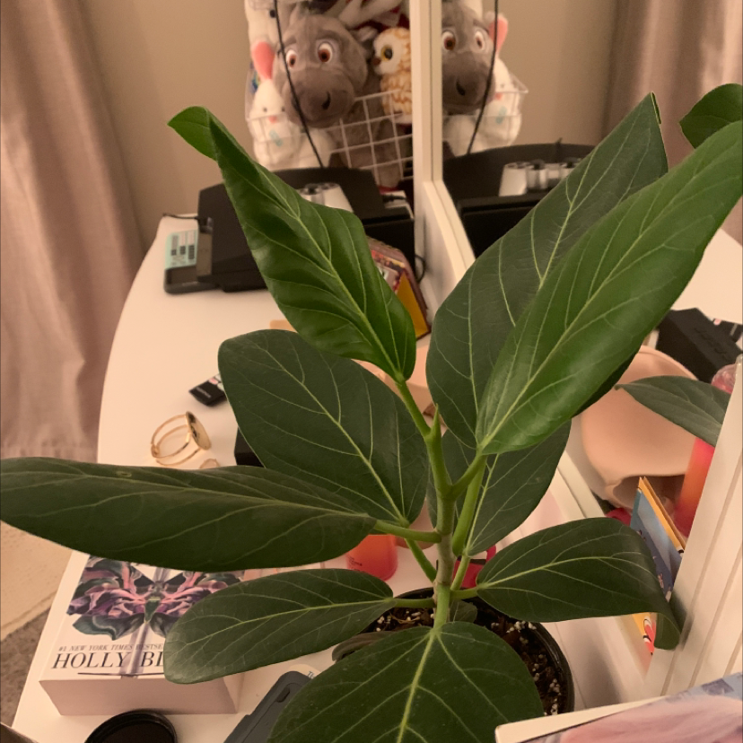 Fiddle Leaf Fig plant photo by @shelbstriet named Tree-na Zenik on Greg, the plant care app.