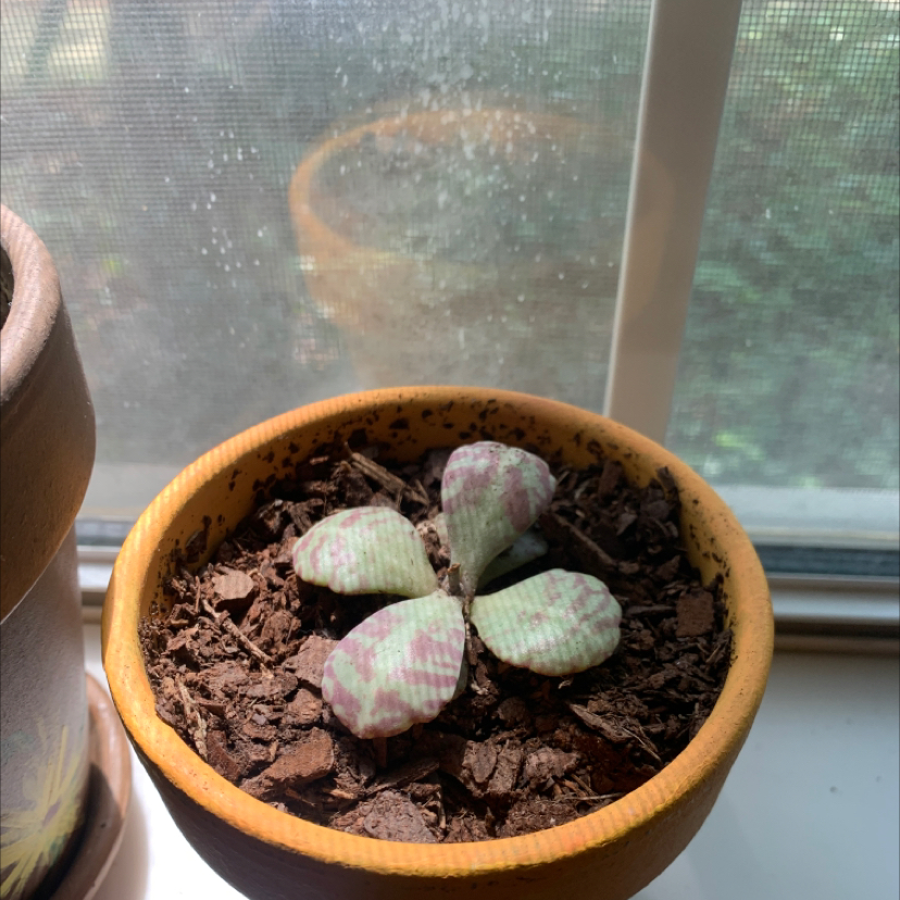 Penwiper Plant in a pot on a windowsill with dry, well-drained soil.