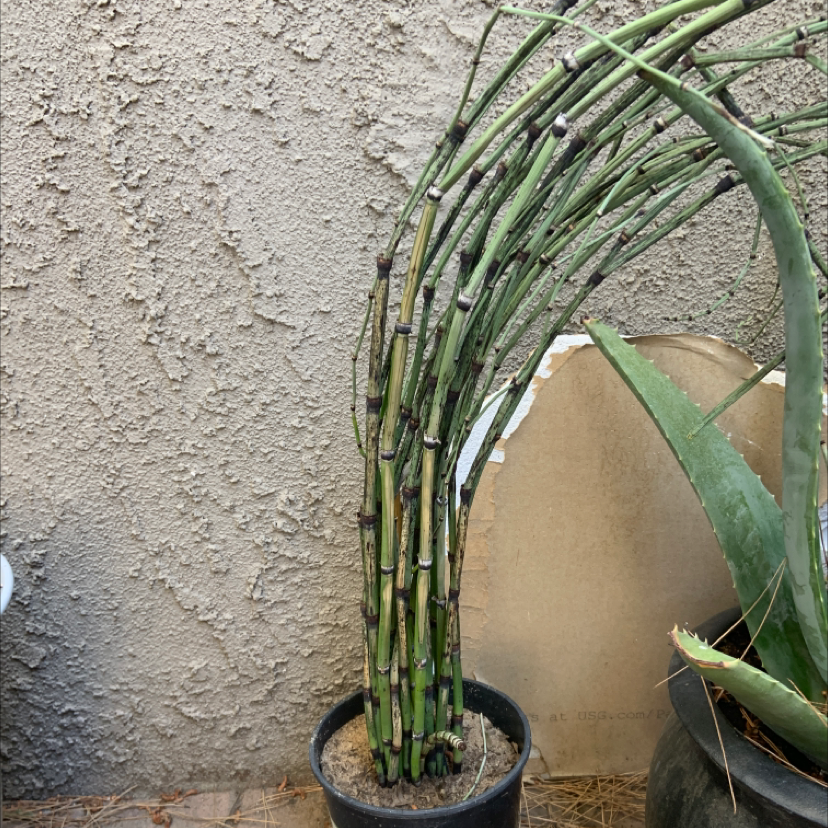 Common Scouring-Rush plant in a pot with visible soil, well-framed and in focus.