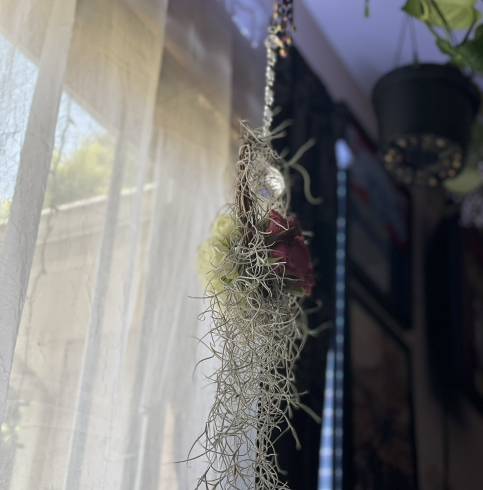 Hanging Spanish Moss plant indoors with natural light from a window.