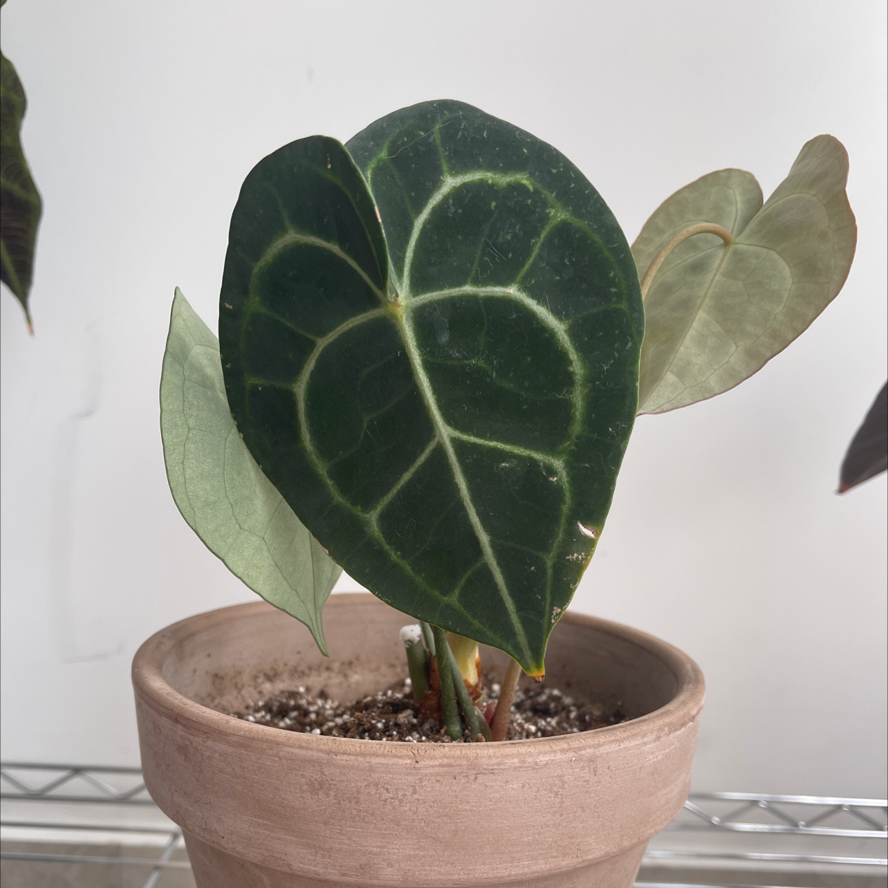 Velvet Cardboard Anthurium plant in a pot with dark green leaves and prominent white veins.