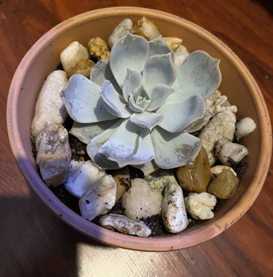 Potted Echeveria 'Lola' succulent with some leaf discoloration, surrounded by rocks.