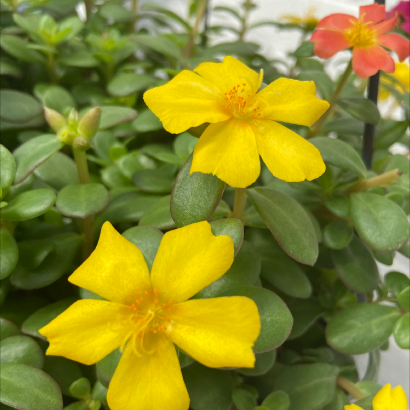 Wingpod Purslane with vibrant yellow flowers and healthy green leaves.