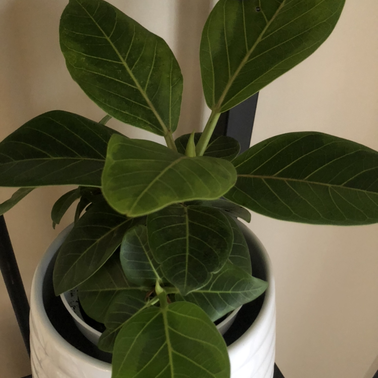 Healthy Council Tree plant with broad, dark green leaves in a white pot.
