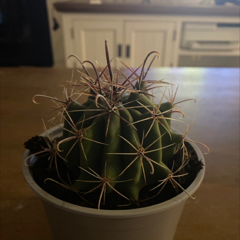Ferocactus Wislizeni plant photo by Annika named Dahlia on Greg, the plant care app.