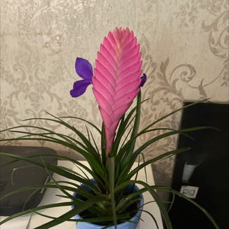 pink quill plant in Saint Leonards, England