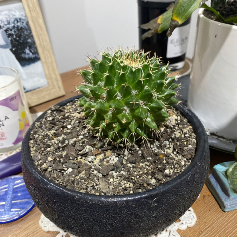 Mexican Pincushion plant photo by Bella named Florence on Greg, the plant care app.