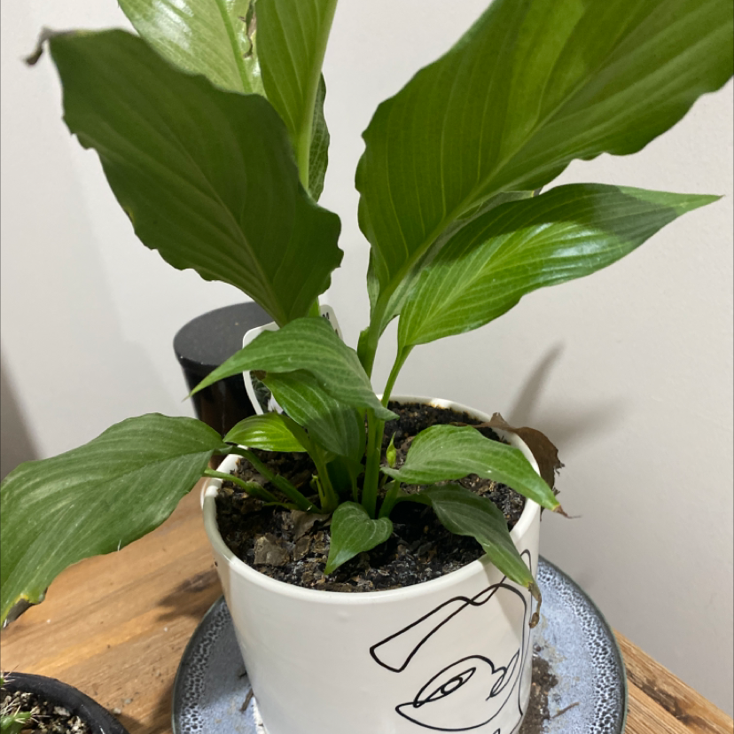 Peace Lily plant photo by Bella named Sappho on Greg, the plant care app.