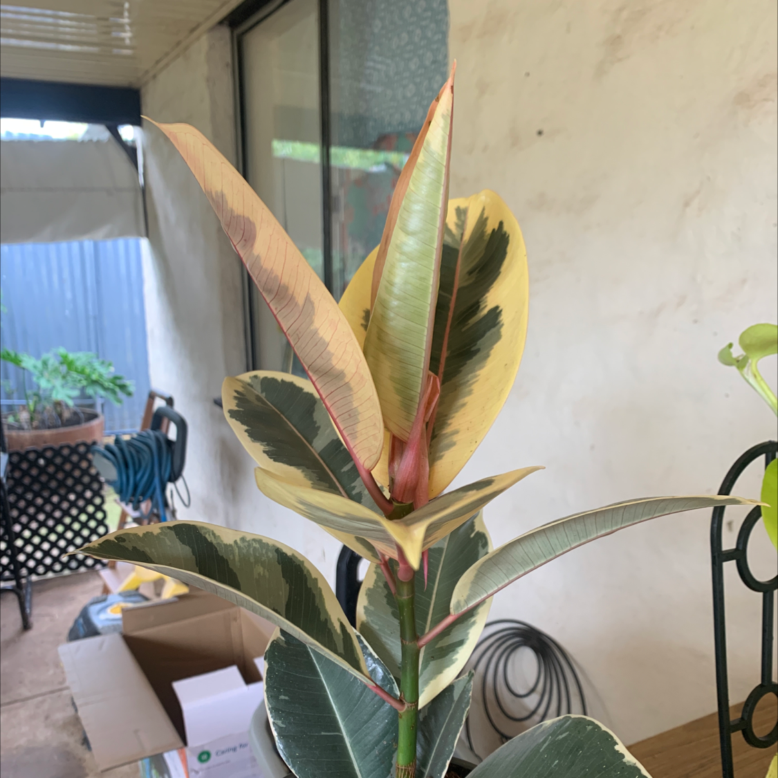 Rubber Plant plant photo by @xxjazzxxpazz named 22 on Greg, the plant care app.