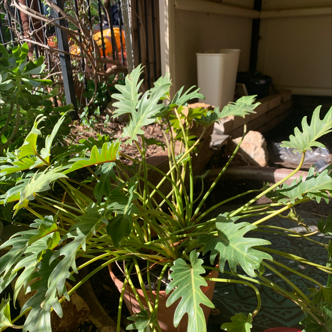 Philodendron Xanadu plant photo by @xxjazzxxpazz named Your plant on Greg, the plant care app.