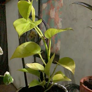 Neon Pothos plant photo by Xxjazzxxpazz named Alfie on Greg, the plant care app.