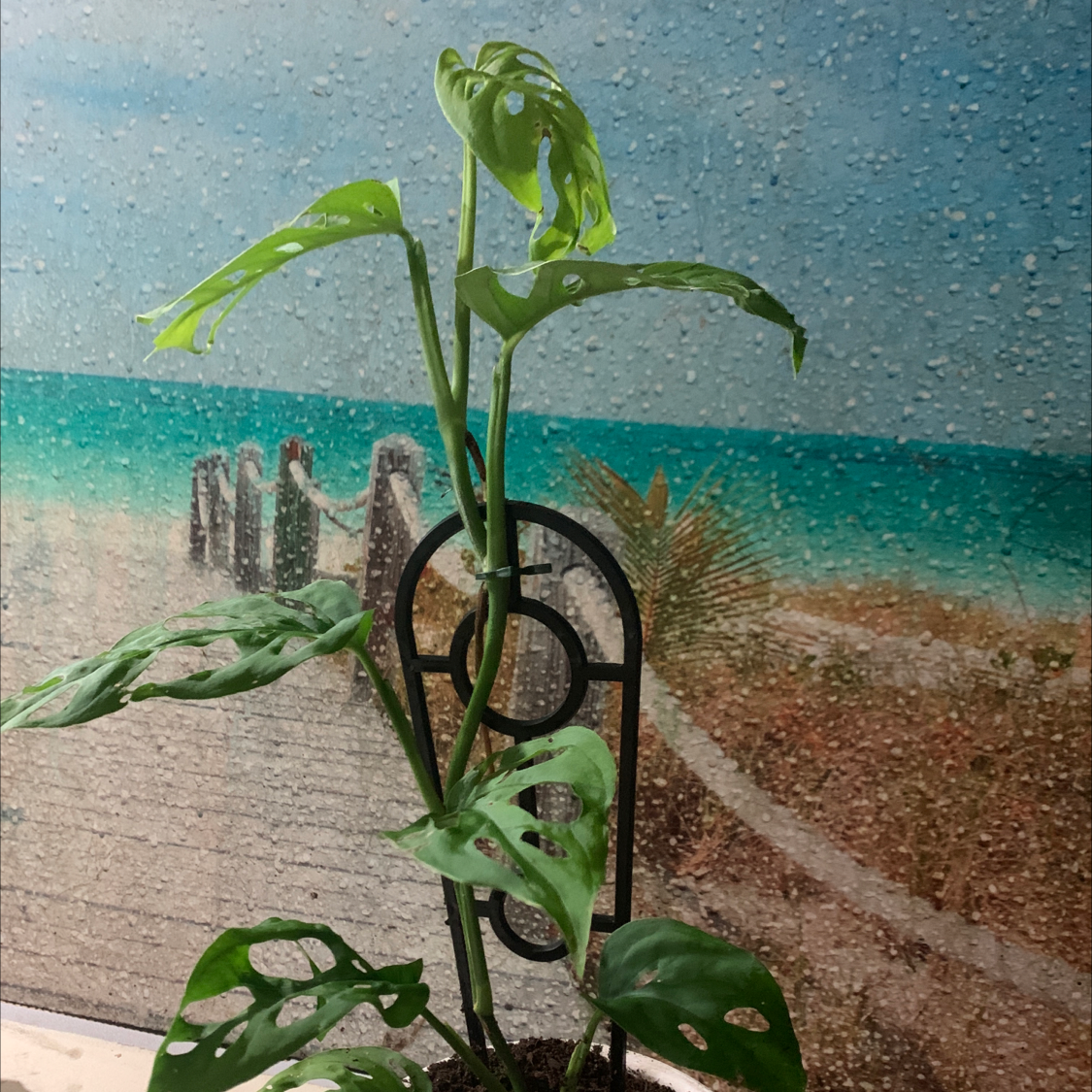 Swiss Cheese Vine plant photo by @xxjazzxxpazz named Parma on Greg, the plant care app.