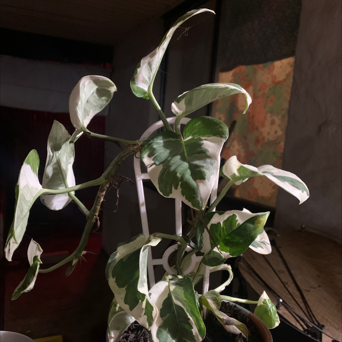 Pothos N' Joy plant photo by @xxjazzxxpazz named Ivy may on Greg, the plant care app.